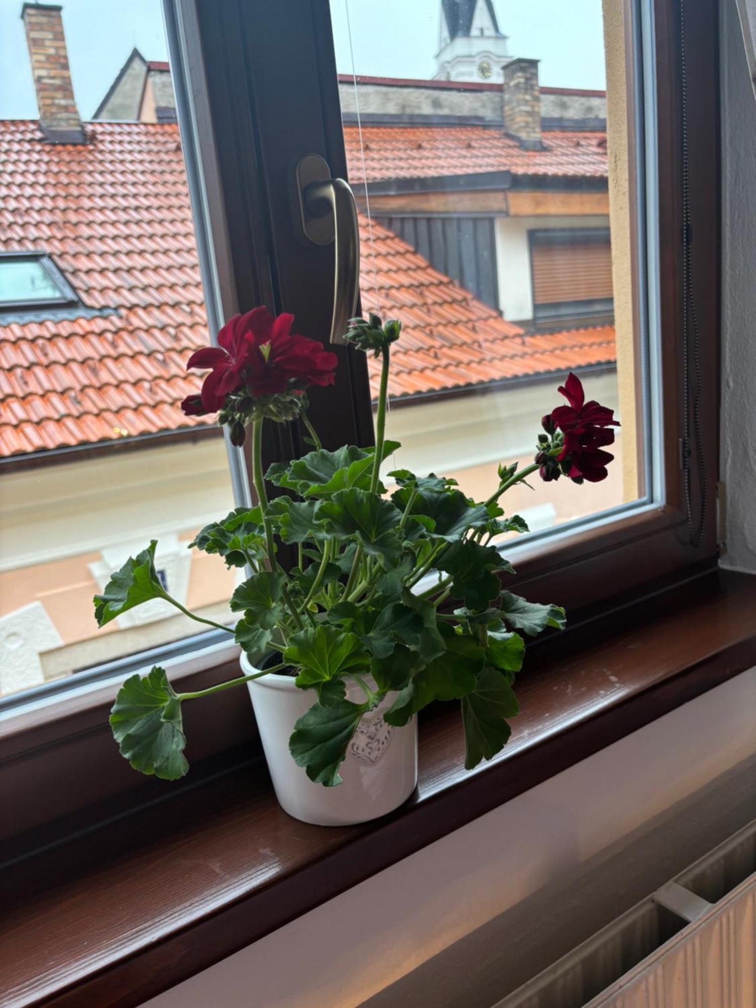Penzion Pohadka Třeboň Eksteriør bilde